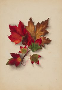 Zonder Titel Herfstbladeren