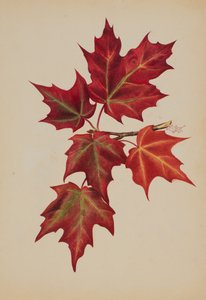Zonder titel Herfstbladeren, 1877 door Mary Vaux Walcott
