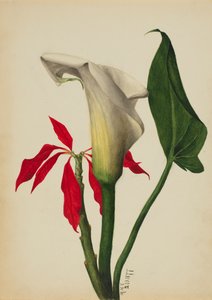 Naamloze Calla Lelie door Mary Vaux Walcott
