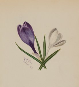 Zonder Titel Krokussen, 1874 door Mary Vaux Walcott