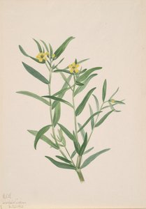 Ongenoemde Bloemenstudie, 1923 door Mary Vaux Walcott