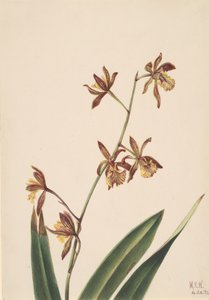 Ongenoemde Bloemenstudie, 1924 door Mary Vaux Walcott