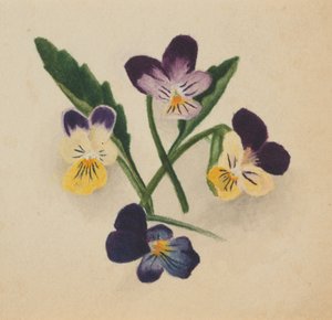 Naamloze Viooltjes, 1874