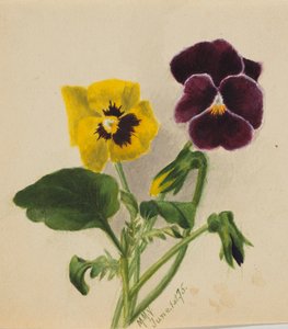 Zonder titel Viooltjes