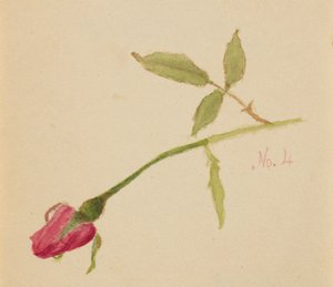 Zonder titel Roos, 1872 door Mary Vaux Walcott