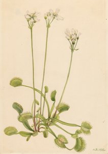 Venusvliegenvanger Dionaea muscipula, 1918 door Mary Vaux Walcott