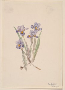 Winteresdoorn (Iris verna) door Mary Vaux Walcott