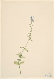 Veronica serpyllifolia door Mary Vaux Walcott