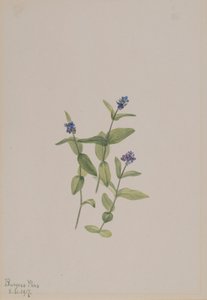 Veronica wormskjoldii, 1917 door Mary Vaux Walcott