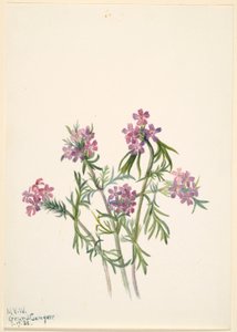 Vervain (Verbena wrightii) door Mary Vaux Walcott