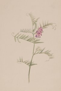 Vicia americana, ca. 1917-1918