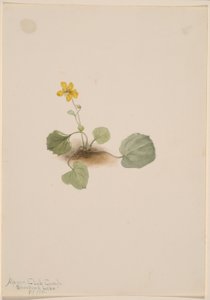 Viola orbiculata door Mary Vaux Walcott