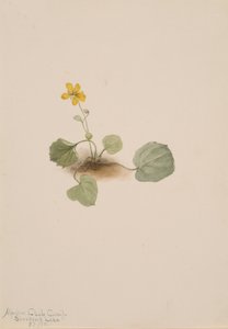 Viola orbiculata
