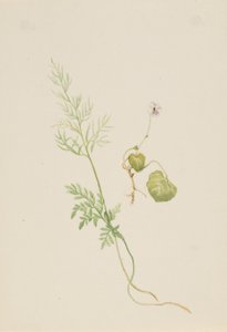 Viola palustris door Mary Vaux Walcott