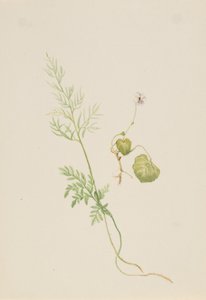 Moerasviooltje, ca. 1917-1918