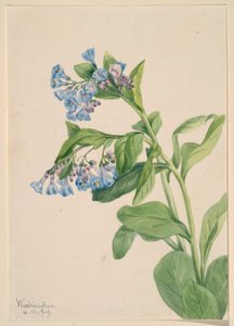 Virginia Bluebells (Mertensia virginica) door Mary Vaux Walcott