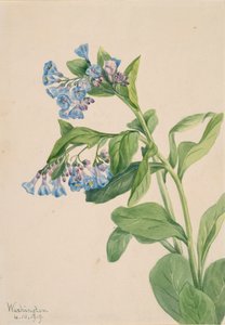 Virginia Bluebells Mertensia virginica, 1919 door Mary Vaux Walcott