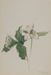 Wakkerborstje (Trillium grandiflorum)