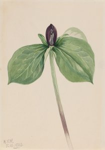 Wakerborstje (Trillium sessile) door Mary Vaux Walcott