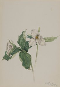 Wake-Robin Trillium grandiflorum, 1918