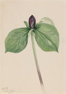 Wake-Robin Trillium sessile, 1920