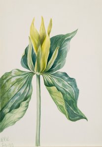 Wake-Robin Trillium underwoodii, 1937