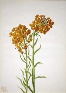 Muurbloem Erysimum wheeleri, 1937 door Mary Vaux Walcott