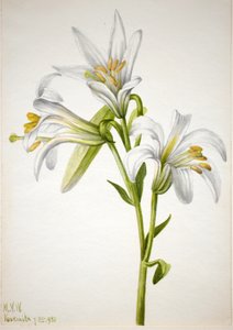 Washington Lelie Lilium washingtonianum, 1933
