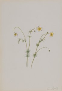Waterranonkel Batrachium trichophyllum, 1918