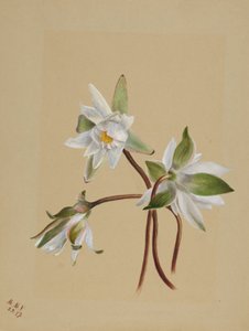 Waterlelies (Castalia odorata) door Mary Vaux Walcott