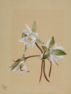 Waterlelies Castalia odorata, 1879 door Mary Vaux Walcott
