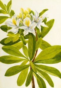Westerse azalea Rhododendron occidentale, n.d.