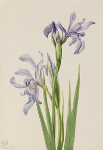 Westelijke Blauwe Vlag Iris missouriensis, 1933 door Mary Vaux Walcott