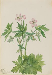 Kraanvogel (Geranium viscosissimum) door Mary Vaux Walcott