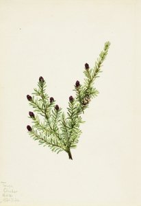Hemlock (Tsuga heterophylla)