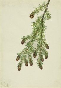 Westerse hemlock (Tsuga heterophylla)