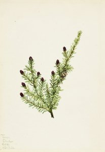 Westelijke Hemlock Tsuga heterophylla