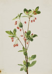 Westelijke Menziesia (Menziesia glabella) door Mary Vaux Walcott