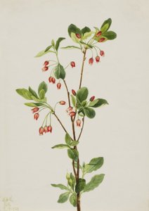 Westelijke Menziesia Menziesia glabella door Mary Vaux Walcott