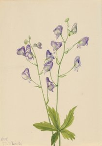 Westelijke monnikskap (Aconitum columbianum)