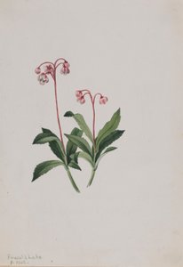 Westelijke pipsissewa (Chimaphila umbellata) door Mary Vaux Walcott