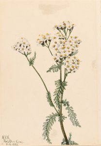 Duizendblad (Achillea lanulosa) door Mary Vaux Walcott