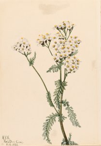 Westelijke Duizendblad Achillea lanulosa, 1922 door Mary Vaux Walcott