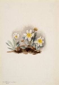 Witte dryade Dryas octopetala