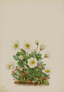 Witte Dryade Dryas octopetala, 1925