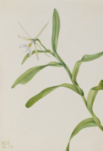 Witte epidendrum (Epidendrum nocturnum)