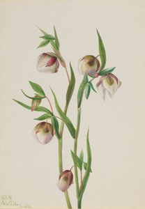 Witte feeënlantaarn (Calochortus albus)