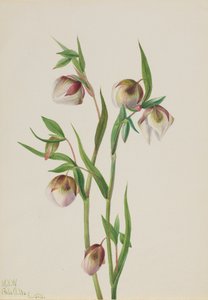 Witte feeënlantaarn Calochortus albus