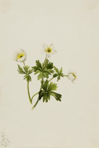 Witte zonnehoed (Trollius albiflorus)