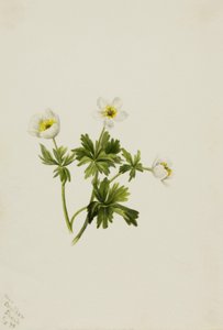 Witte globebloem Trollius albiflorus, 1899
